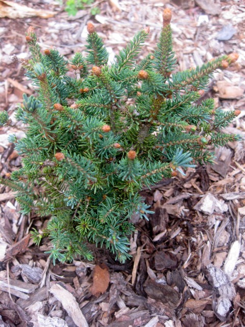 Picea glauca 