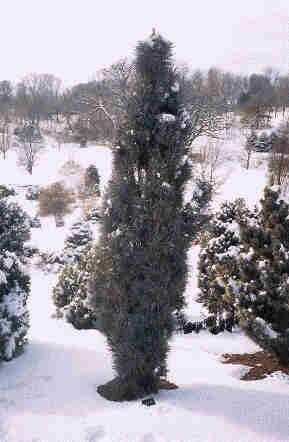Pinus sylvestris 