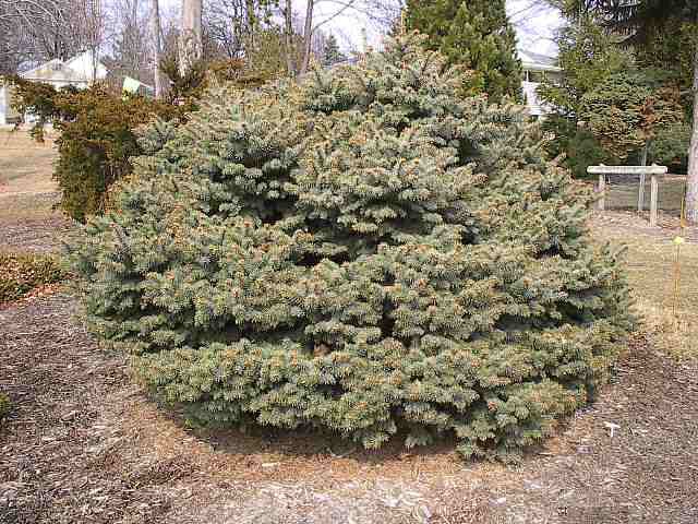Picea pungens 
