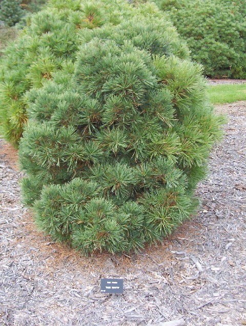 Pinus strobus 