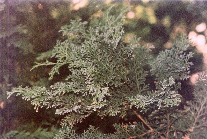 Chamaecyparis obtusa 