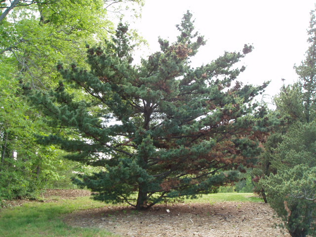 Pinus parviflora 