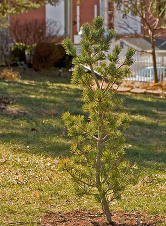 Pinus parviflora 
