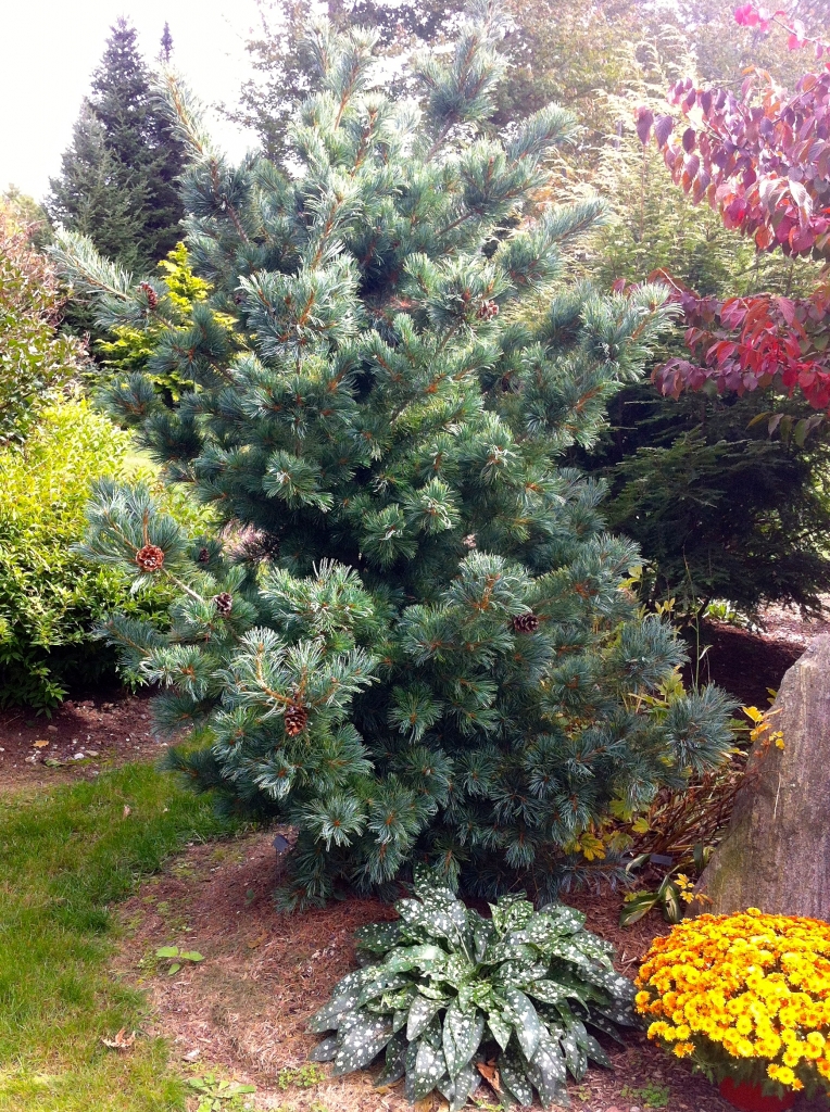 Pinus parviflora 
