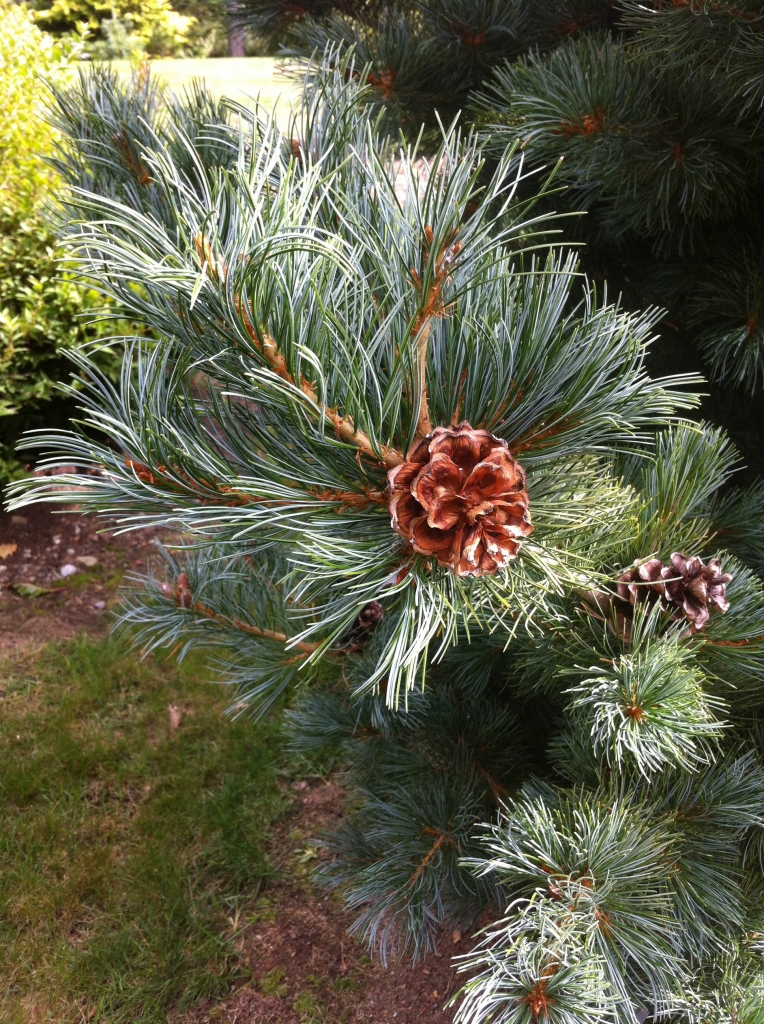 Pinus parviflora 
