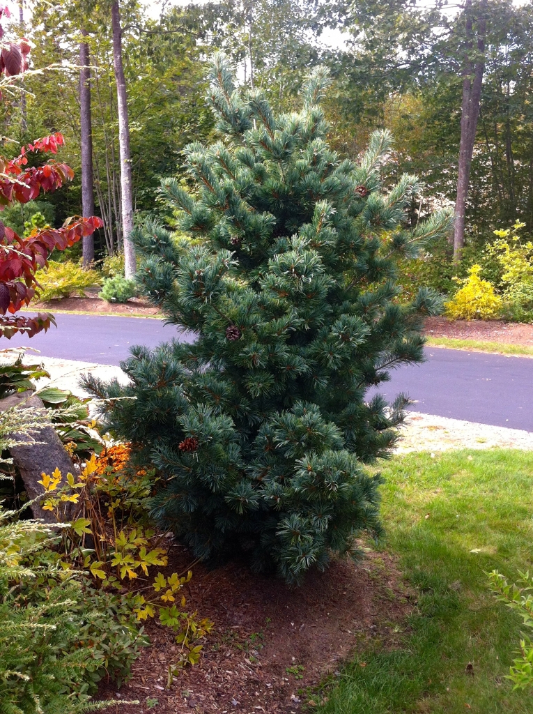 Pinus parviflora 