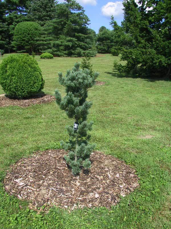 Pinus parviflora 