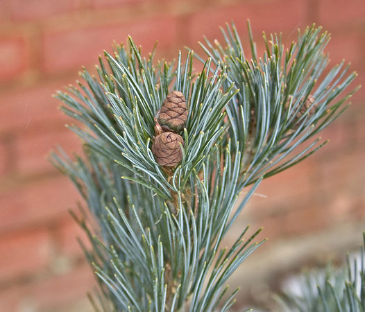 Pinus parviflora 