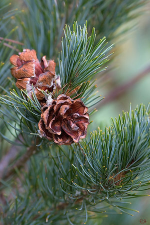 Pinus parviflora 
