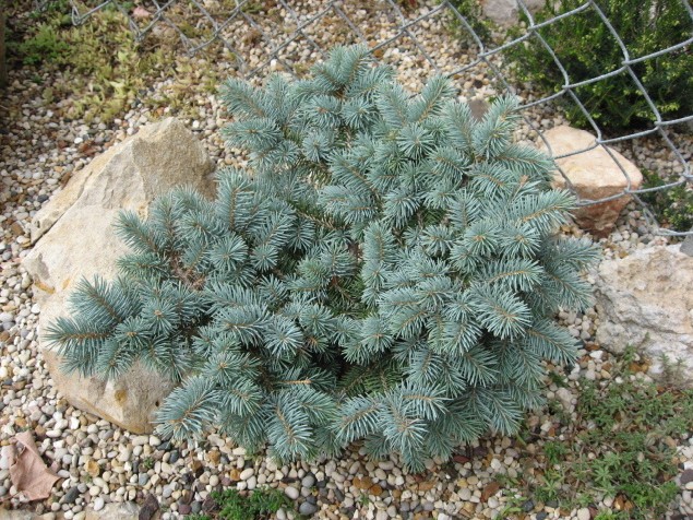 Picea pungens 
