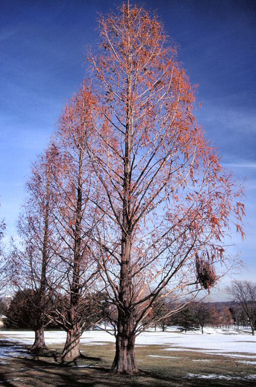 Metasequoia glyptostroboides 