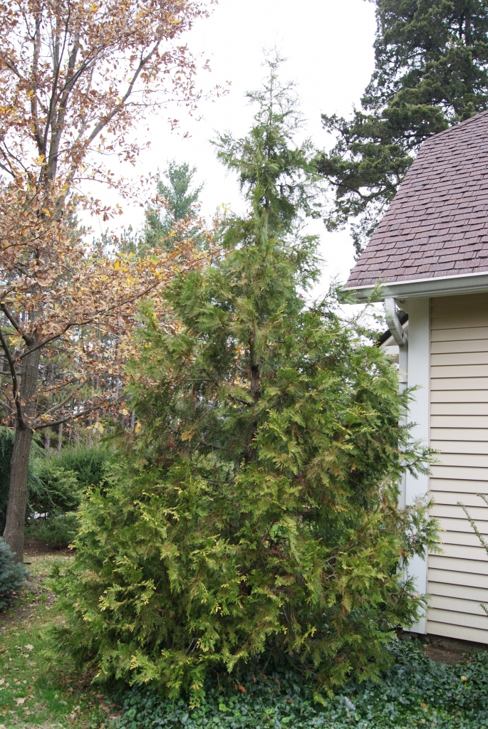 Thuja occidentalis 