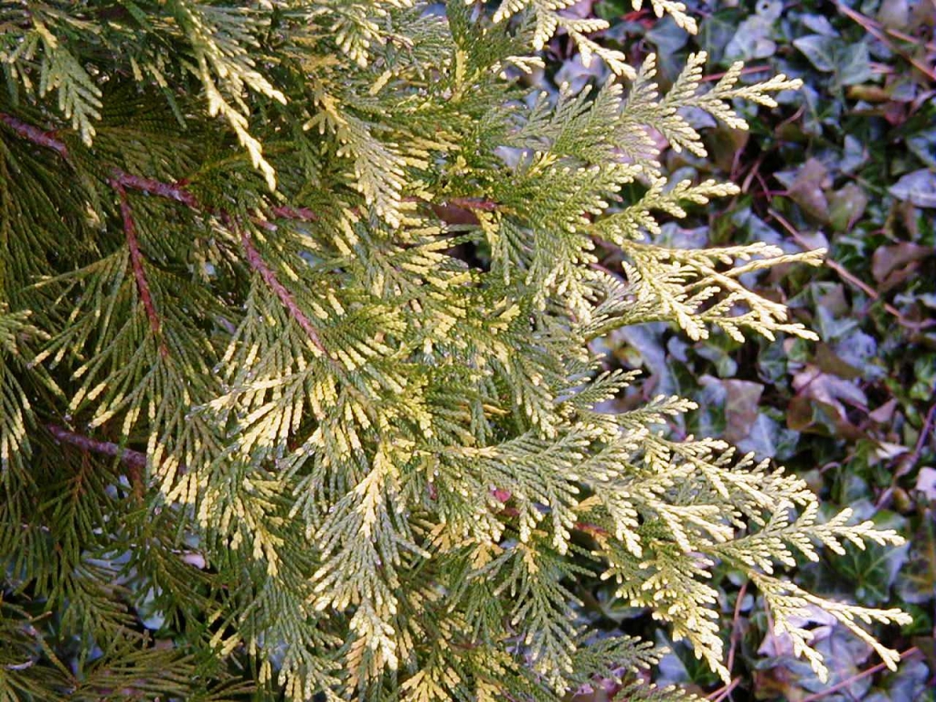 Thuja occidentalis 