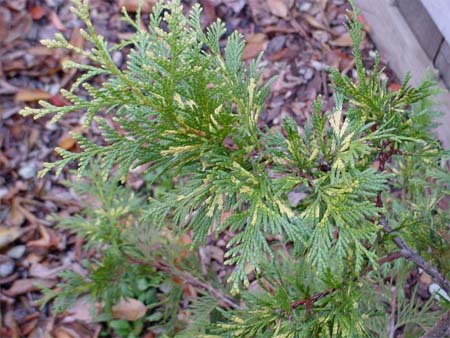 Thuja occidentalis 