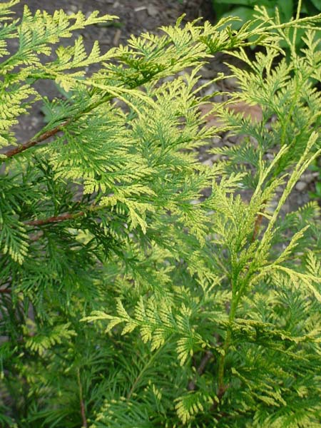 Thuja occidentalis 
