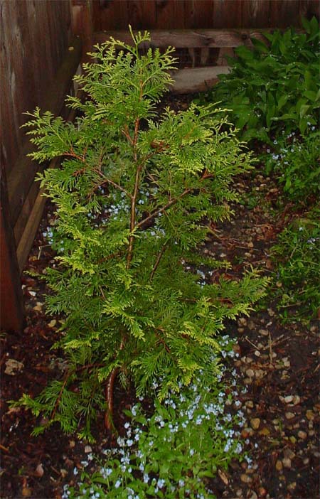 Thuja occidentalis 