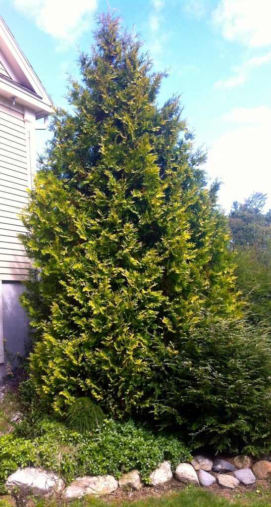 Thuja occidentalis 