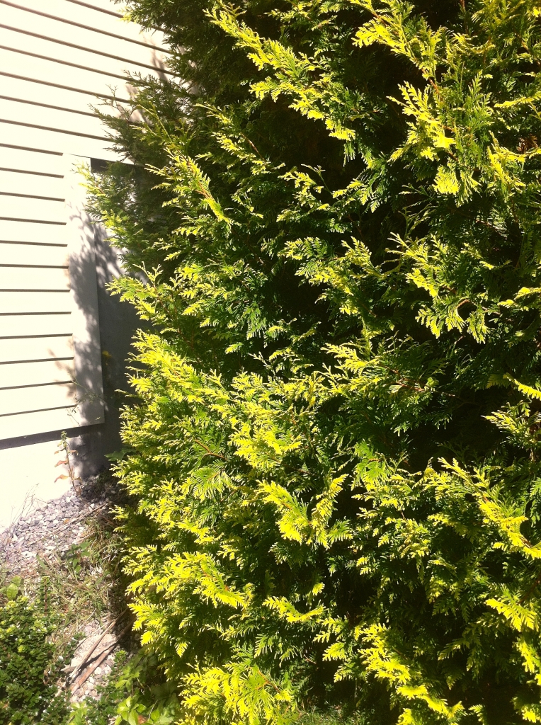 Thuja occidentalis 