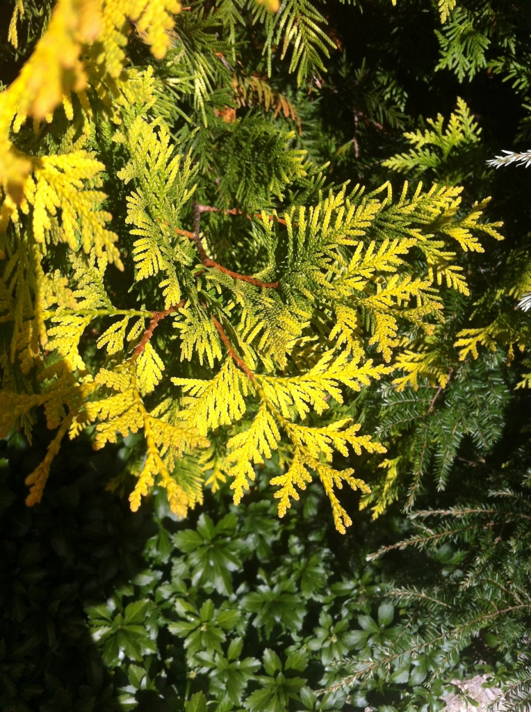 Thuja occidentalis 