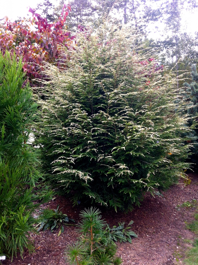 Tsuga canadensis 