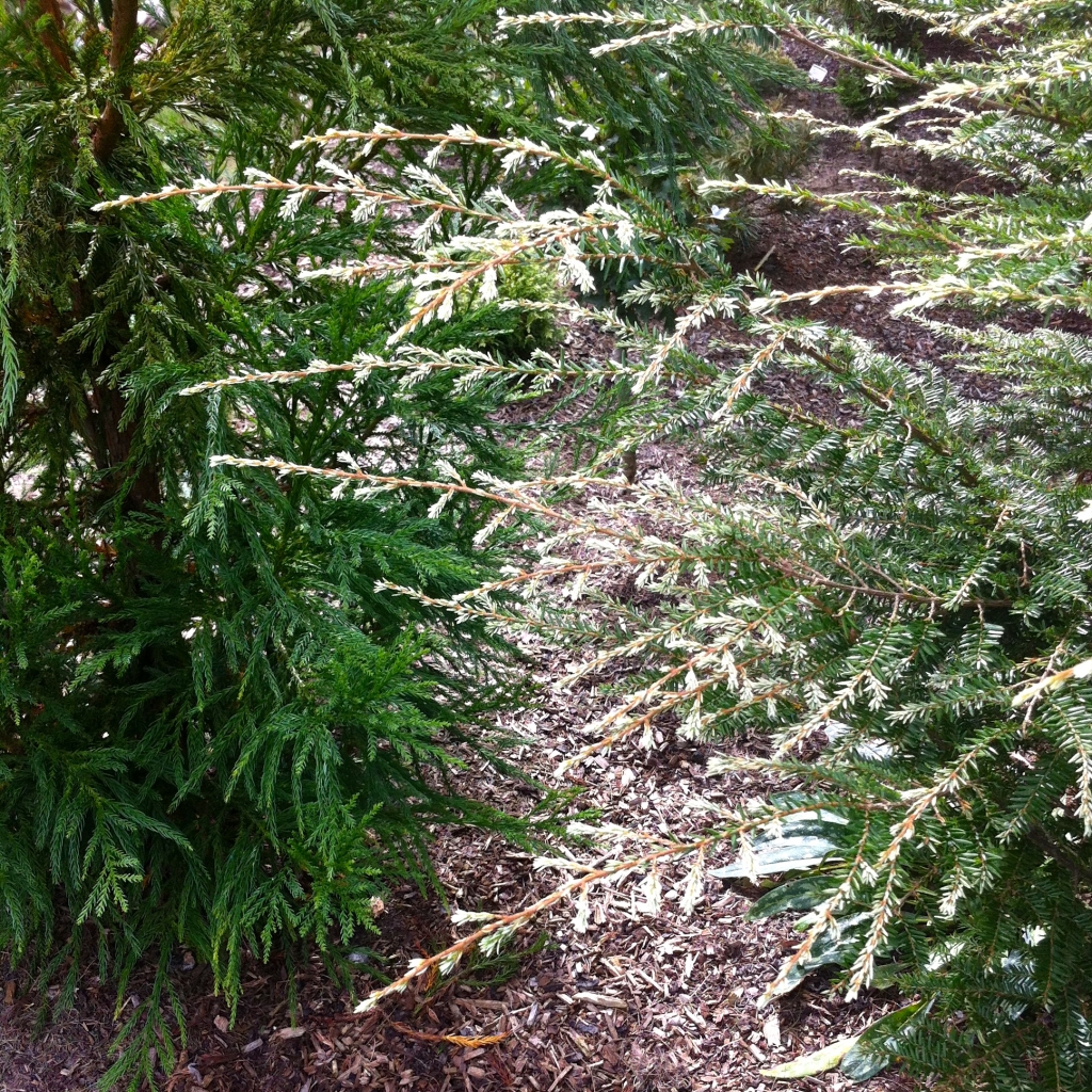 Tsuga canadensis 