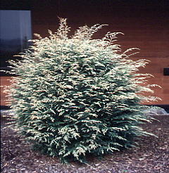 Tsuga canadensis 