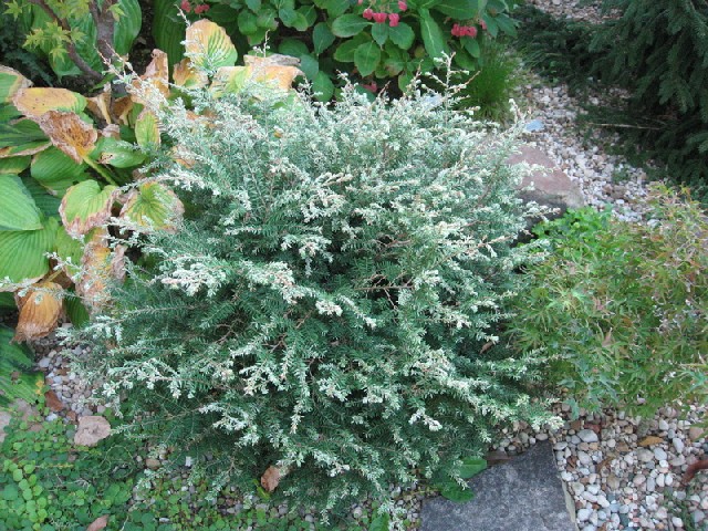 Tsuga canadensis 