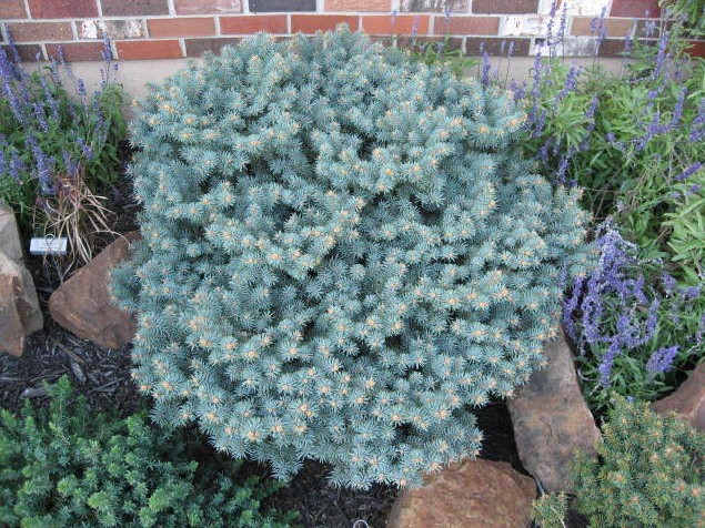 Picea pungens 