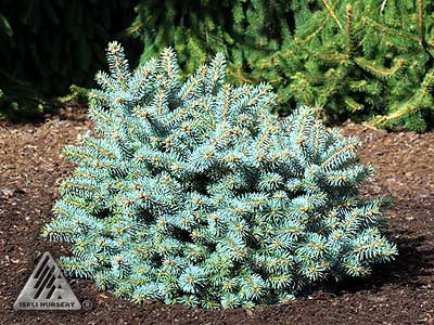 Picea pungens 