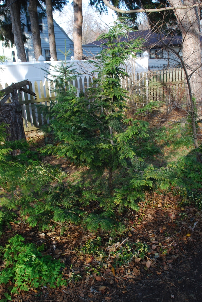 Tsuga canadensis 
