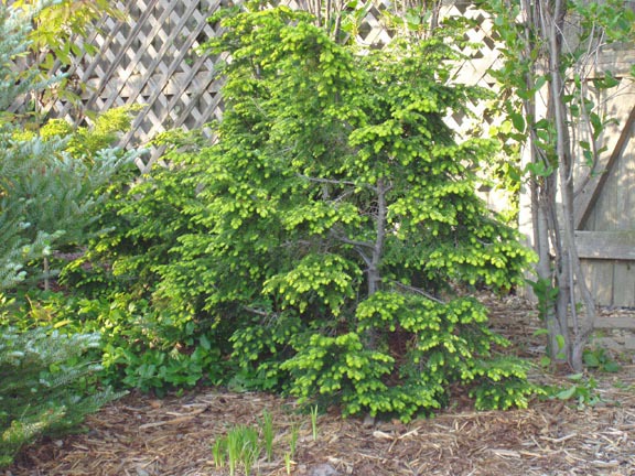 Tsuga canadensis 