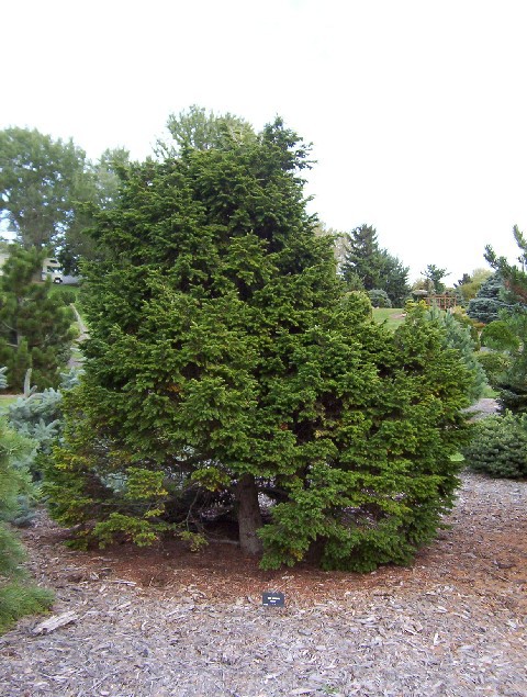 Tsuga canadensis 