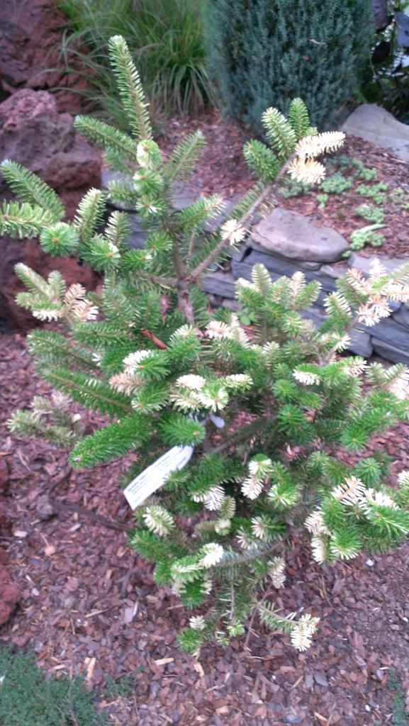 Abies koreana 