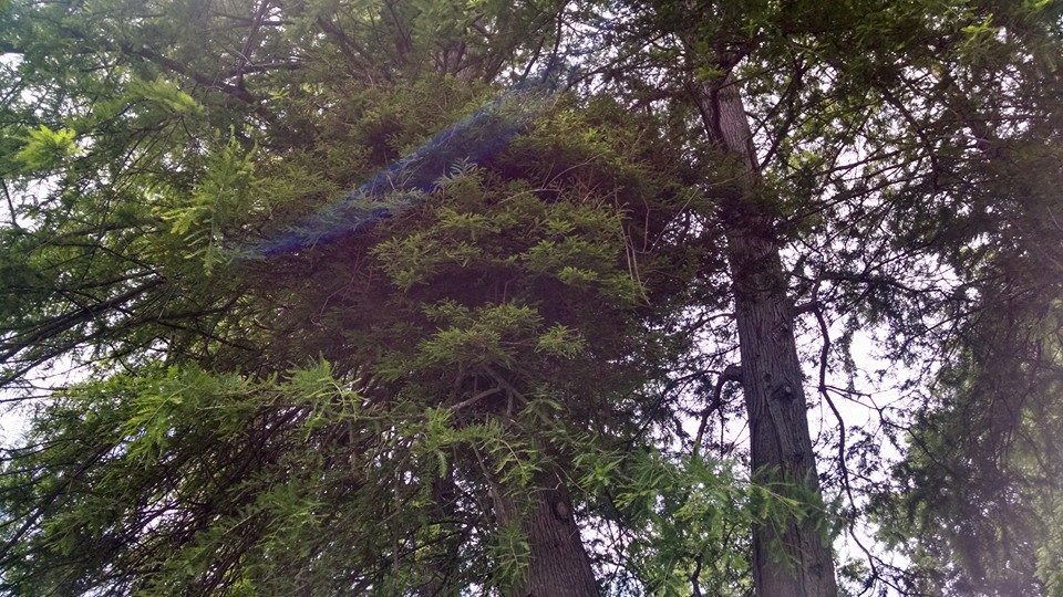 Taxodium distichum 