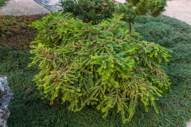 Taxodium distichum 