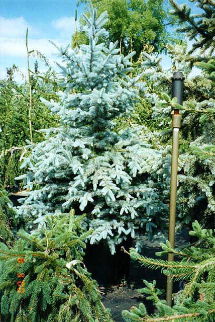 Picea pungens 