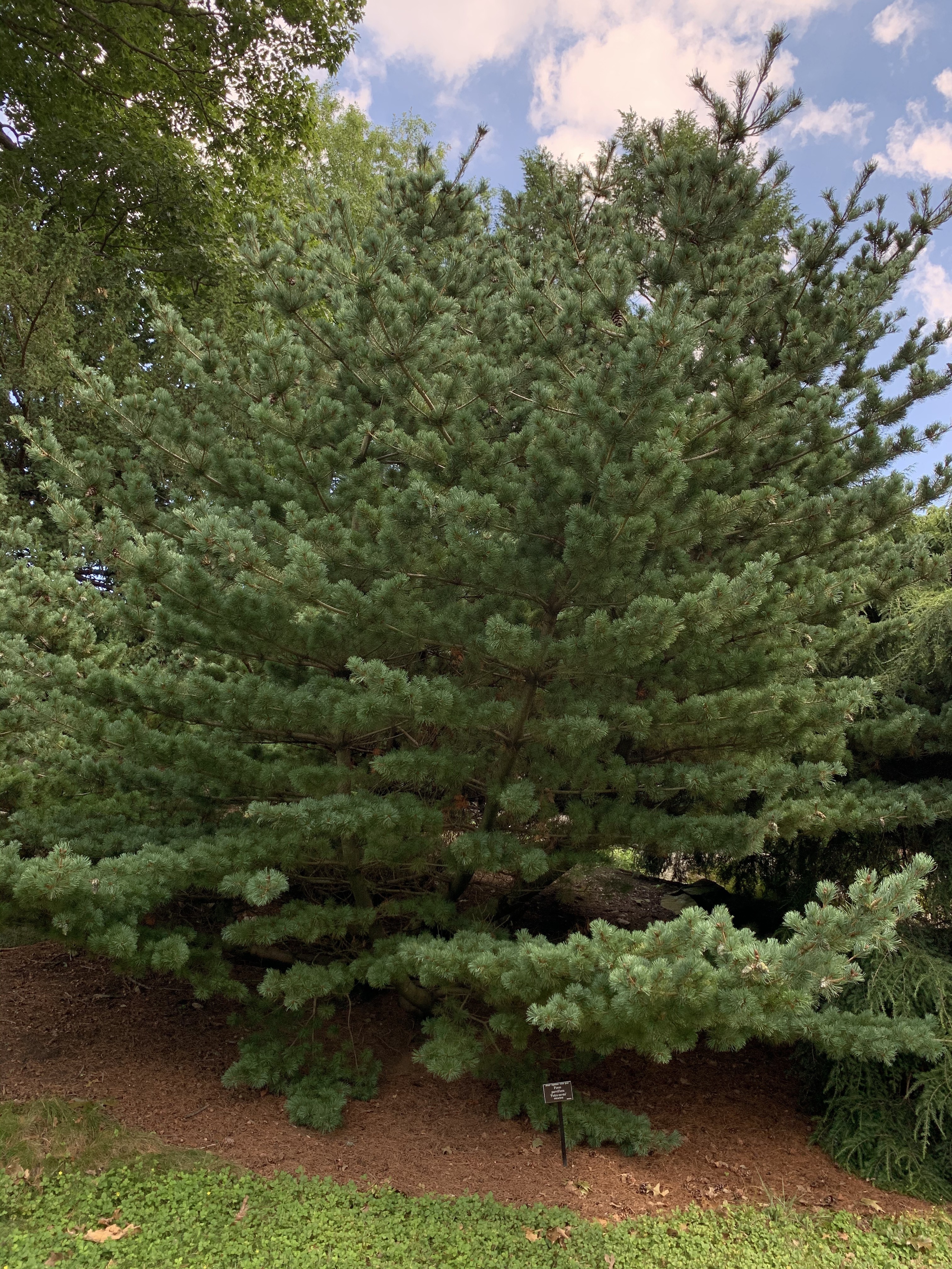 Pinus parviflora 