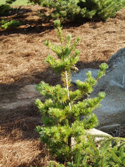 Pinus parviflora 