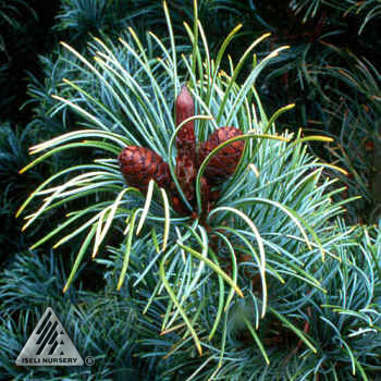 Pinus parviflora 