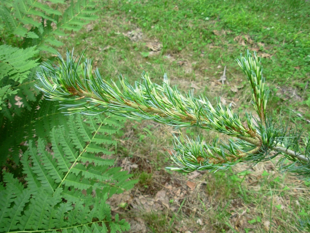 Pinus parviflora 