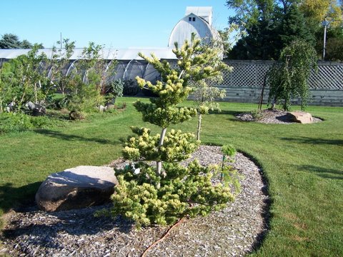 Pinus parviflora 