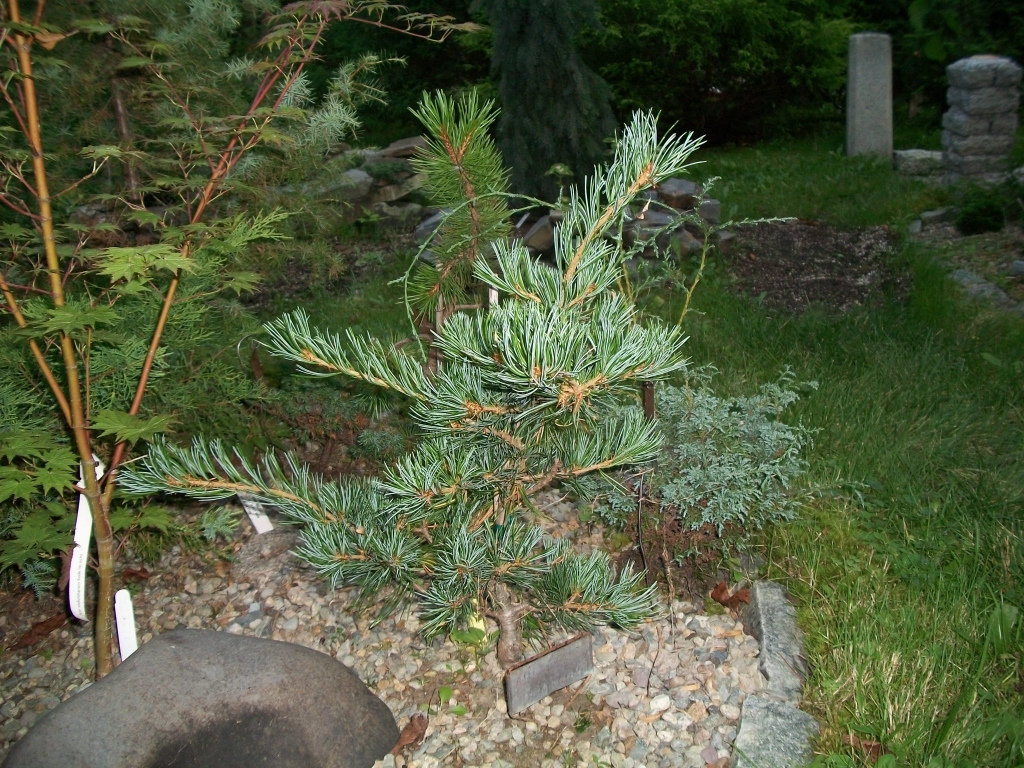 Pinus parviflora 