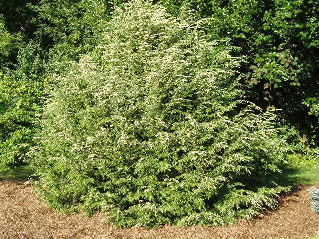 Tsuga canadensis 
