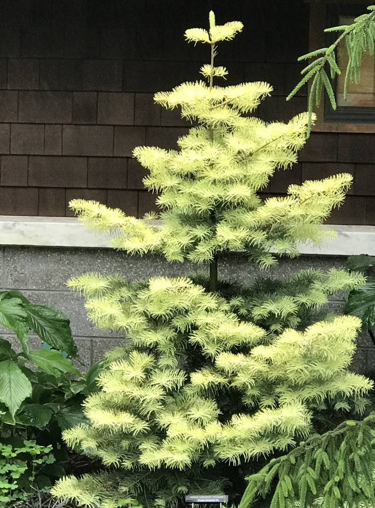 Abies concolor 