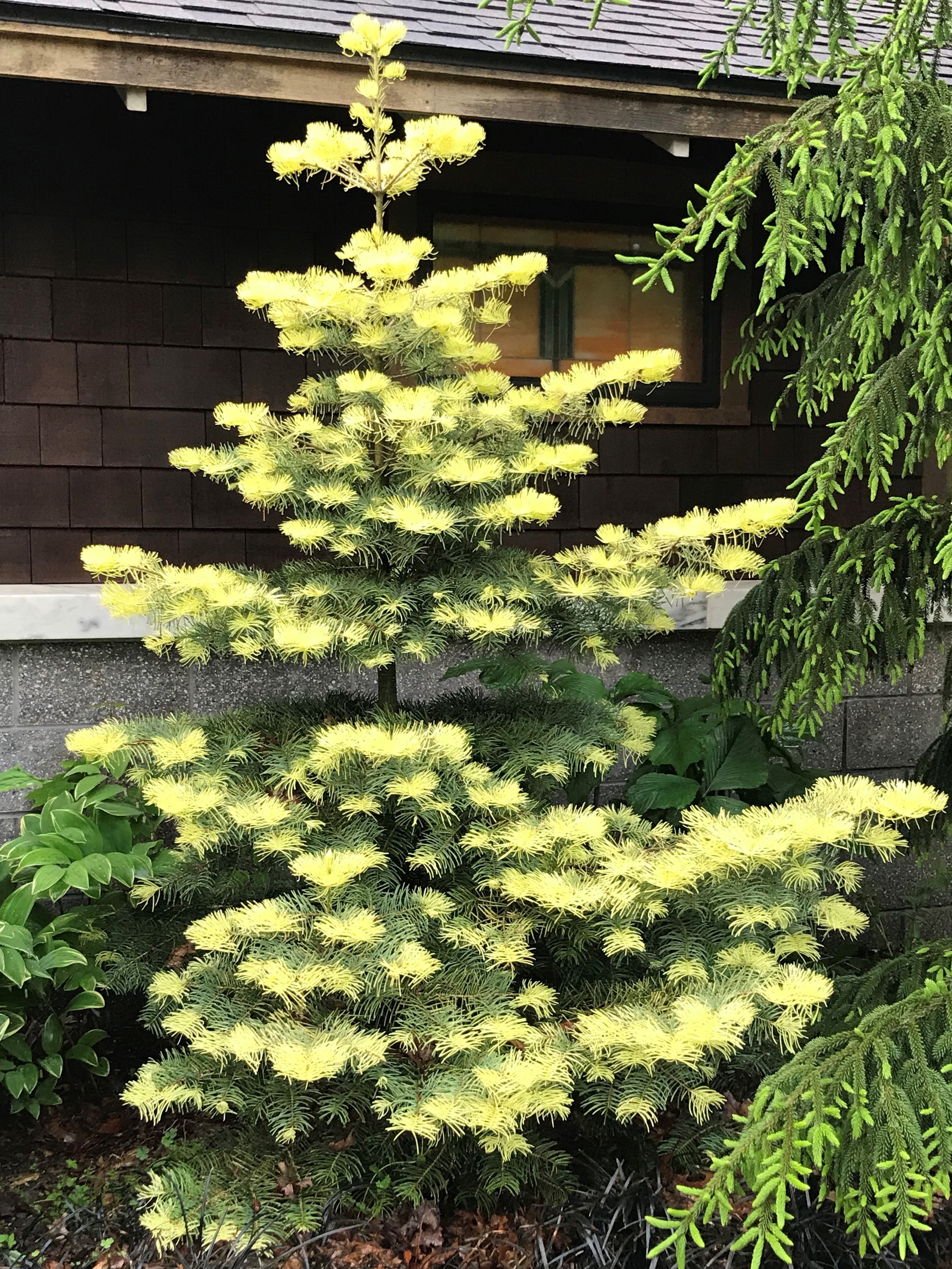 Abies concolor 
