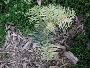 Abies concolor 