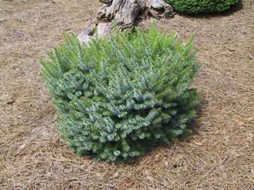 Picea omorika 