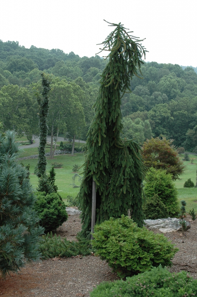 Picea abies 