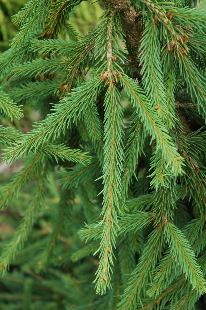 Picea abies 