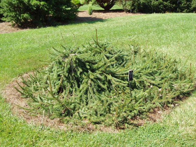 Picea abies 